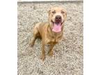 Adopt Dandelion a Labrador Retriever, Mixed Breed