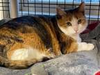 Adopt Tigress (calico) & Foxy a Domestic Short Hair