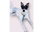 Adopt Sugar a Cattle Dog