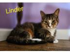 Adopt Linder a Domestic Short Hair