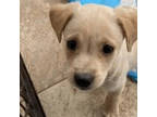 Adopt Rosie a Golden Retriever