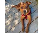 Adopt Ginger a Mixed Breed