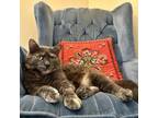 Adopt Freya a Domestic Medium Hair, Tabby