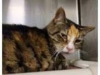 Adopt Petrie a Domestic Medium Hair, Domestic Short Hair