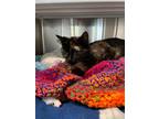 Adopt Rutabaga a Domestic Short Hair