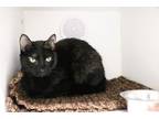 Adopt Mokey a Domestic Short Hair