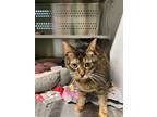 Adopt Rhiannon (Chanel) a Domestic Short Hair