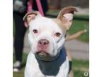 Adopt Remy a Pit Bull Terrier, Mixed Breed