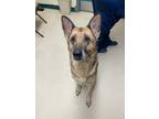 Adopt Inga a German Shepherd Dog