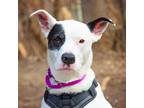 Adopt Bella a Mixed Breed