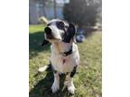 Adopt Gabbie a Basset Hound