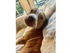 Adopt Sunny a Pit Bull Terrier, Mixed Breed