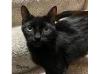 Adopt Divina a Domestic Short Hair