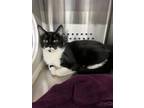 Adopt Windigo a Domestic Short Hair