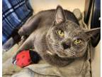 Adopt Tindra a Domestic Short Hair