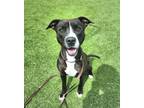 Adopt Daisy a Pit Bull Terrier, Mixed Breed
