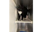 Adopt Kia a Domestic Short Hair