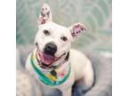 Adopt Belatrix a Pit Bull Terrier