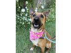 Adopt Jambalaya a German Shepherd Dog