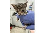 Adopt Light Brown Band a Domestic Short Hair