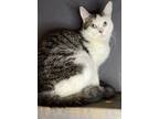 Adopt Raisin a Domestic Short Hair