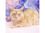 Adopt Peppa a Domestic Short Hair