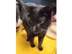 Adopt Meadow a Domestic Short Hair