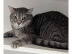 Adopt Lizzie a Domestic Short Hair