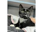 Adopt Mimsy a Domestic Short Hair