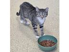 Adopt Munich a Domestic Short Hair