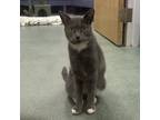 Adopt Lauretta a Domestic Short Hair