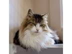 Adopt Kiki C a Domestic Long Hair