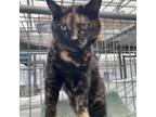 Adopt Cleo a American Shorthair