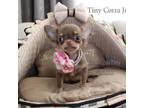 Chihuahua Puppy for sale in Las Vegas, NV, USA