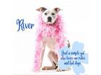 Adopt River a Mixed Breed