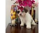 Shih-Poo Puppy for sale in Corona, CA, USA