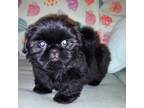 Shih Tzu Puppy for sale in Connersville, IN, USA