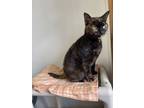 Adopt Sierra a Domestic Short Hair