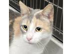 Adopt PeanutButter a Domestic Short Hair