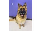 Adopt Kimber a German Shepherd Dog, Mixed Breed