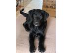 Adopt Picasso a Labrador Retriever, Anatolian Shepherd