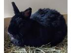 Adopt Eclipse a Bunny Rabbit