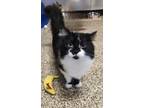 Adopt Buttons a Domestic Long Hair