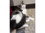 Adopt Piper a Domestic Short Hair