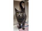 Adopt Karen a Domestic Short Hair