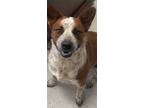 Adopt Chilli a Cattle Dog, Mixed Breed