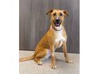 Adopt Bambi a Black Mouth Cur, Labrador Retriever