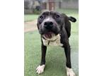 Adopt Callie a Pit Bull Terrier, Mixed Breed