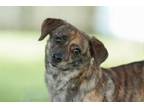 Adopt Millie a Mixed Breed
