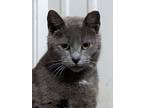 Adopt Willow a Domestic Short Hair